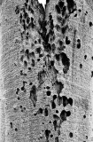 Boab Bark