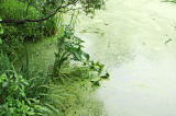 Harlem Meer
