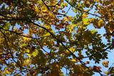 Golden RainTree Foliage