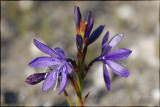 Thereianthus bracteolatus, Iridaceae
