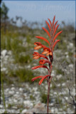 Watsonia schlechterii, Iridaceae