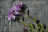 Lobelia jasionoides, Campanulaceae