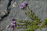 Lobelia jasionoides, Campanulaceae