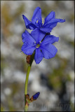 Aristea juncifolia, Iridaceae