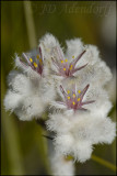 Lanaria lanata, Lanariaceae