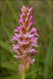 Satyrium hallackii, Orchidaceae