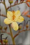 Wachendorfia paniculata, Haemodoraceae