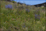 Fynbos near Franschhoek