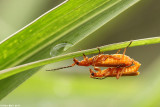 IMG_קנתרית כתומה -Cantharis atrofoveolatus 6541.jpg