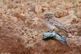 IMG_9478.jpg Athene noctua