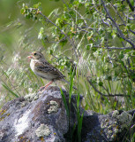 Grasshopper sparrow