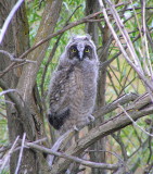 Long eared Owlet
