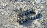 Baby Rattlesnake