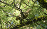 Sooty Grouse chick