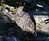 White tailed ptarmigan (adult female)