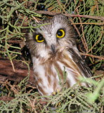 Northern Saw-Whet Owl