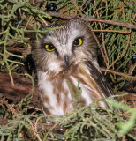 Northern Saw-Whet Owl