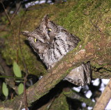 Western Screech Owl