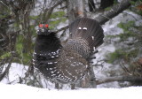 Spruce grouse