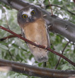Northern Saw-Whet Owlet