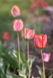 Spring Tulips