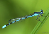 Northern Bluet Enallagma annexum