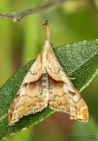 Dark-spotted Palthis Palthis angulalis #8397