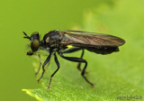 Robber Fly Eudioctria albius