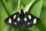 Eight-spotted Forester Alypia octomaculata #9314