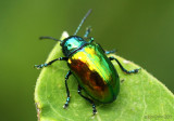 Dogbane Beetle