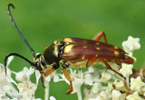 Longhorned Beetle Typocerus velutinus