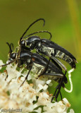 Longhorned Beetle Typocerus lugubris