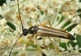 Longhorned Beetle Analeptura lineola