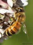 Honey Bee Apis mellifera