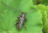 Longhorned Beetle Parelaphidion aspersum
