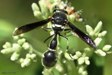 Potter Wasp Eumenes fraternus
