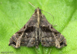 Faint-spotted Palthis Palthis asopialis #8398