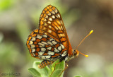 Variable Checkerspot