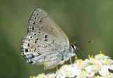Behr's Hairstreak