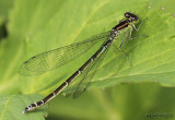 Taiga Bluet Coenagrion resolutum
