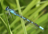 Northern Bluet Enallagma annexum