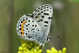 Acmon Blue