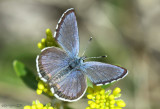 Acmon Blue