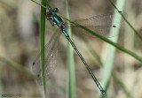 Emerald Spreadwing Lestes dryas