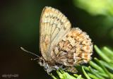 Western Pine Elfin