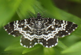 Epirrhoe sperryi #7396