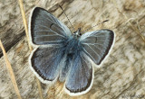 Greenish Blue