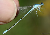 Arroyo Bluet Enallagma praevarum