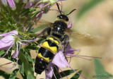 Grassland Bee Campsomeris plumipes