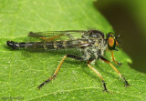 Robber Fly Neoitamus orphne